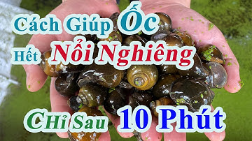 Nuôi ốc bươu đen bị nổi nghiêng không còn đáng lo | Cách nuôi ốc hiệu quả cao