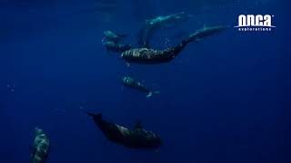 Reflection / Swim with Dolphin in the Wild Adventure