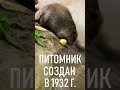 Бобры-Добры! Воронежский биосферный заповедник - уникальное место в наших краях!