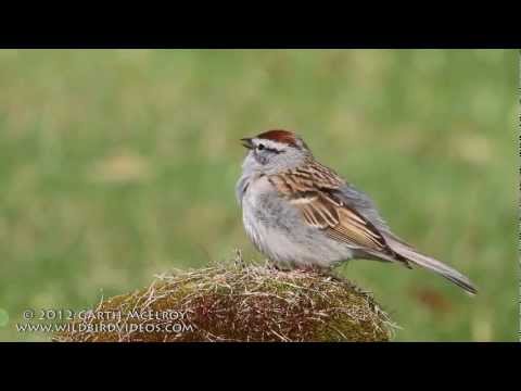 Chipping Sparrow Singing