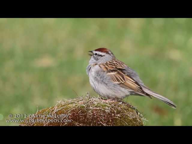 Chipping Sparrow Singing class=