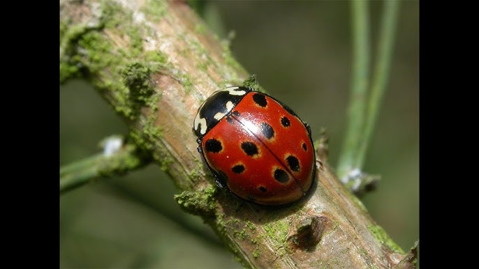 What is the Lady Bird