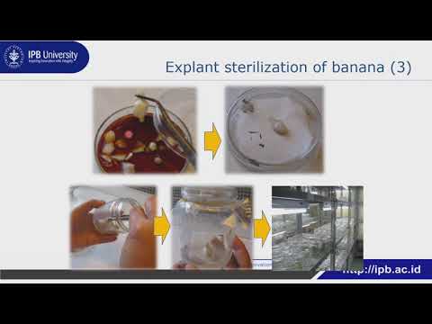 Micropropagation: Plantlet development, acclimatization and propagule distribution