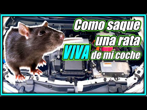 Vídeo: Com atrapar una rata: maneres d'exterminar rosegadors
