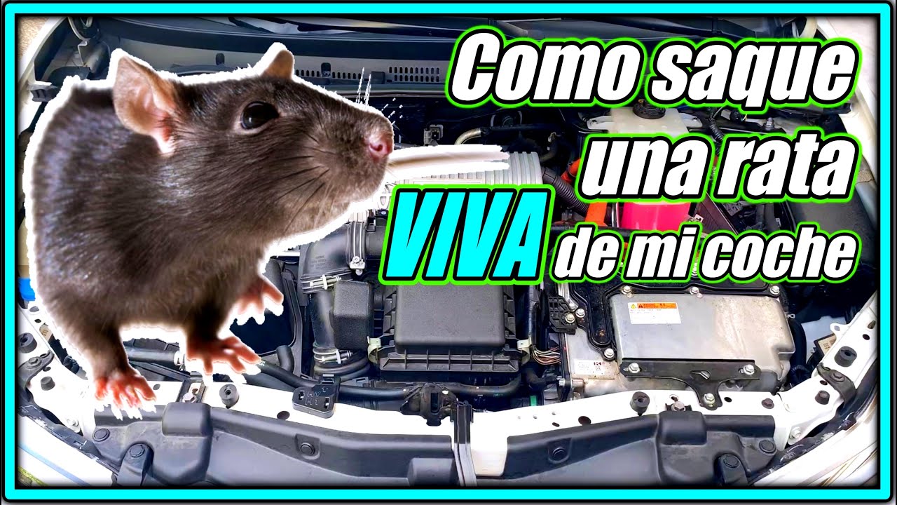 🧢Sacar una 🐀 RATA VIVA !! de un coche, en el motor y el interior. RAT