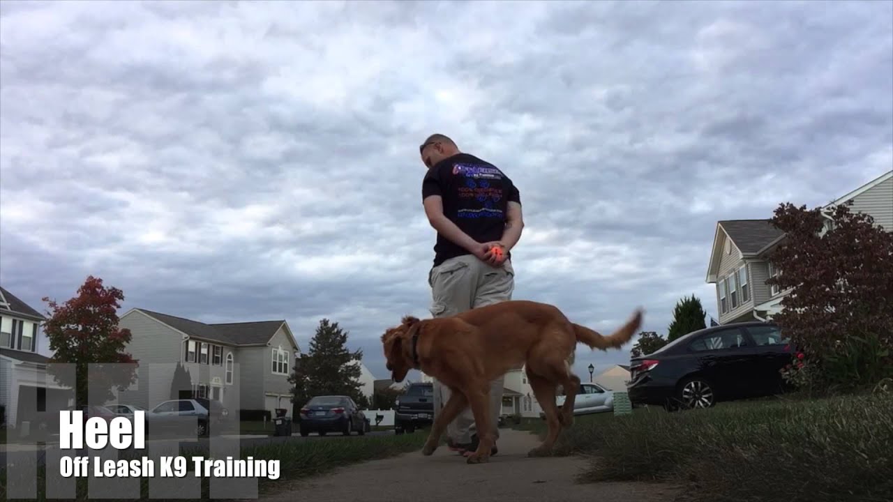 8 Mo. Old, Golden Retriever Best Dog Trainers in Richmond! Dog