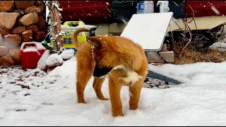 Meadow's First Snowstorm At The Property #rescue #rez #dog #puppy by Off-Grid Backcountry Adventures 12,720 views 3 months ago 16 minutes