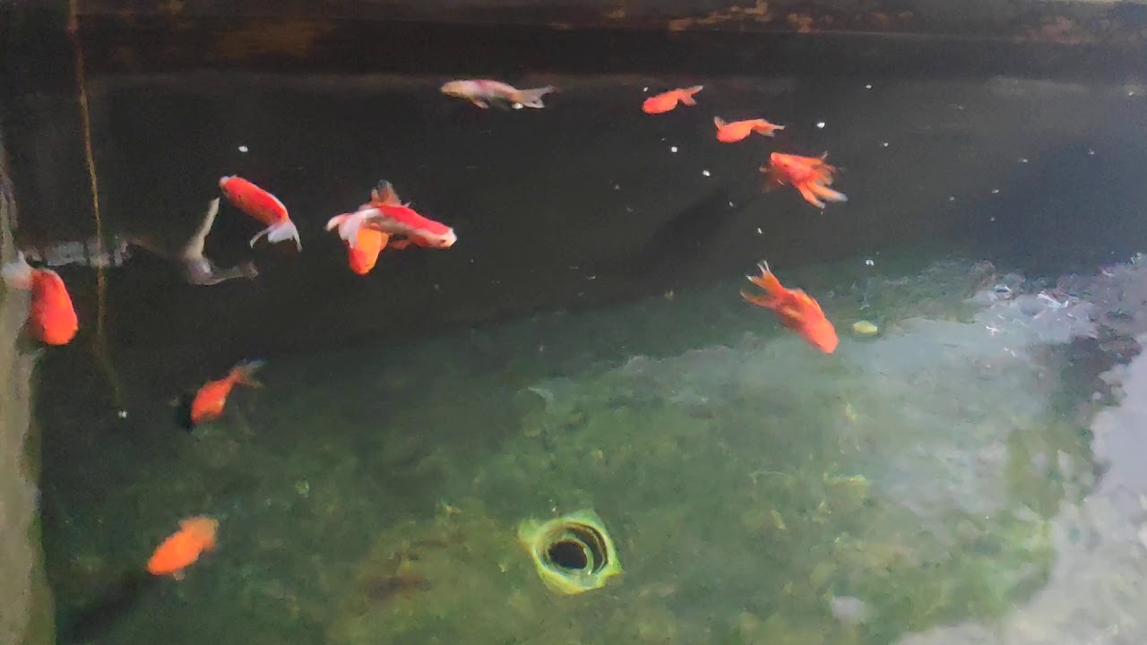 Kolam ikan mas koki #goldfish