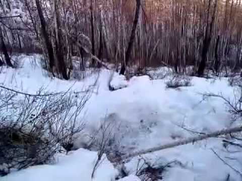 Video: Caza peligrosa de osos en Kamchatka