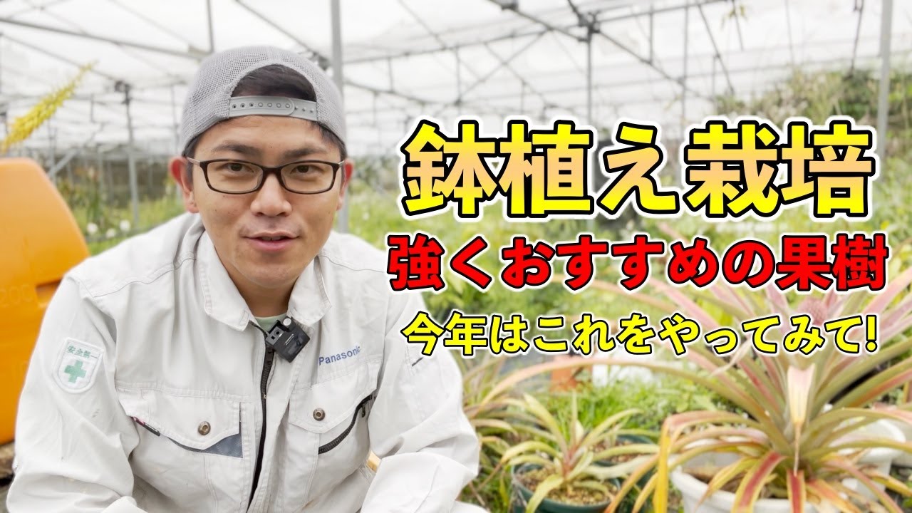 【これだ！】鉢植え！強くおすすめの果樹！今年はこれを鉢で育ててみよう！
