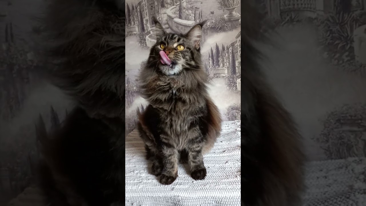 Gentle and Communicative Maine Coon Kitty Named Carmen With a Fluffy Tail and a Marble Fur Coat