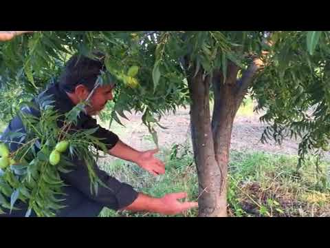 Βίντεο: Καλλιέργεια των αμερικανικών λακάνων