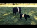 Newborn Belted Galloway Calf | Belted Galloway Homestead