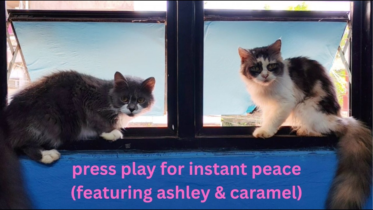 press play for instant peace featuring ashley & caramel