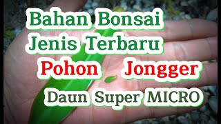 Bahan Bonsai Varian Baru Pohon Jonger