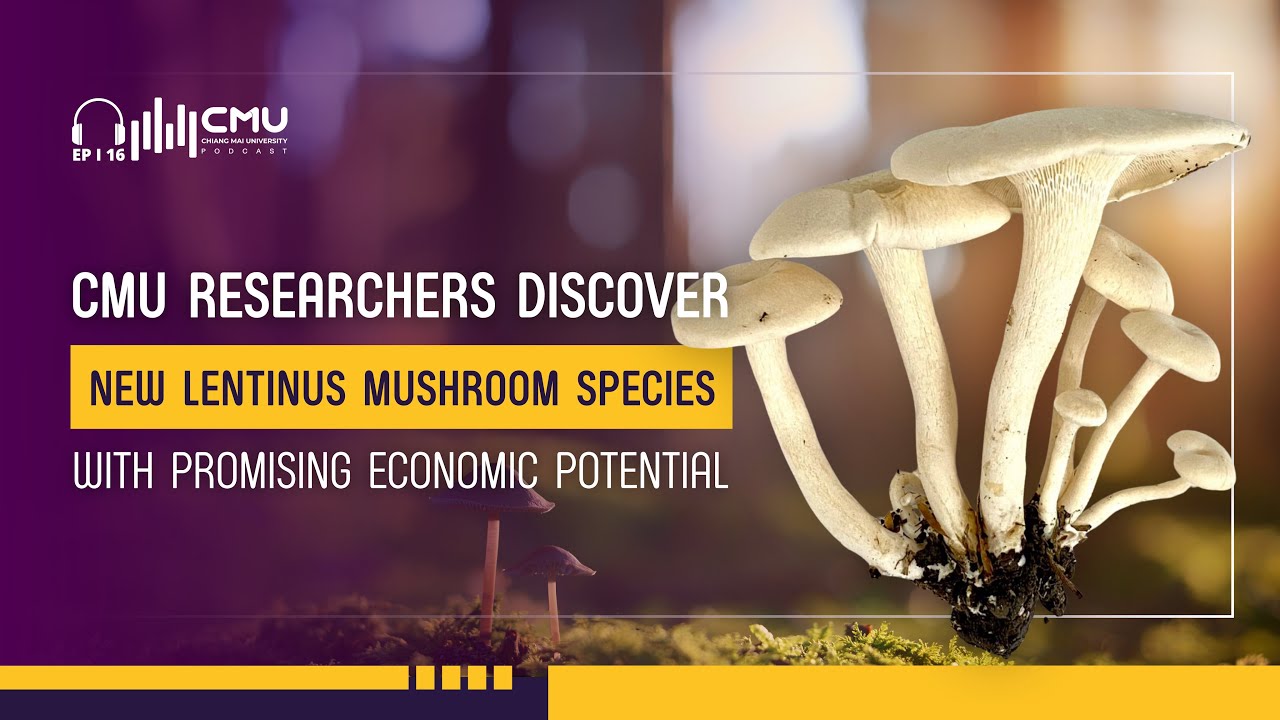 CMU Researchers Discover New Lentinus Mushroom Species with Promising Economic Potential