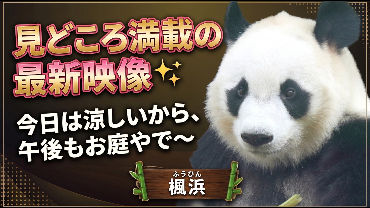 笹ムシャムシャ】和歌山パンダ「良浜」たちのいま 8月公開「良浜」と