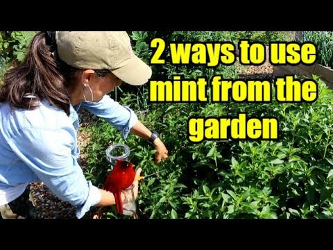 BEST TIME TO HARVEST HERBS!