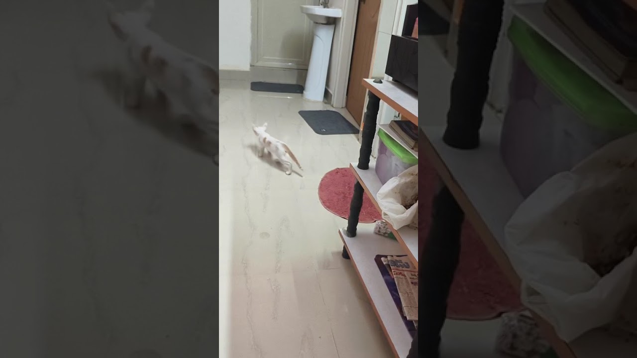 An Investigation Story by a 😺🐈