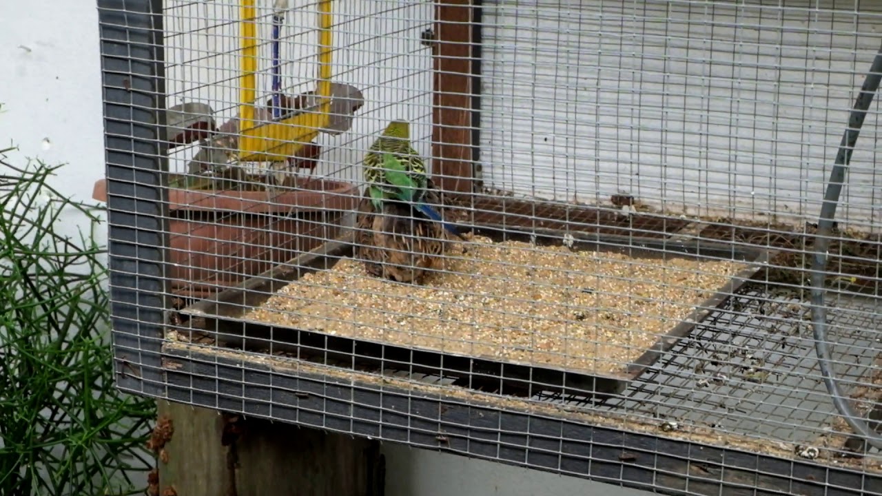 Lovebird love burung puyuh 