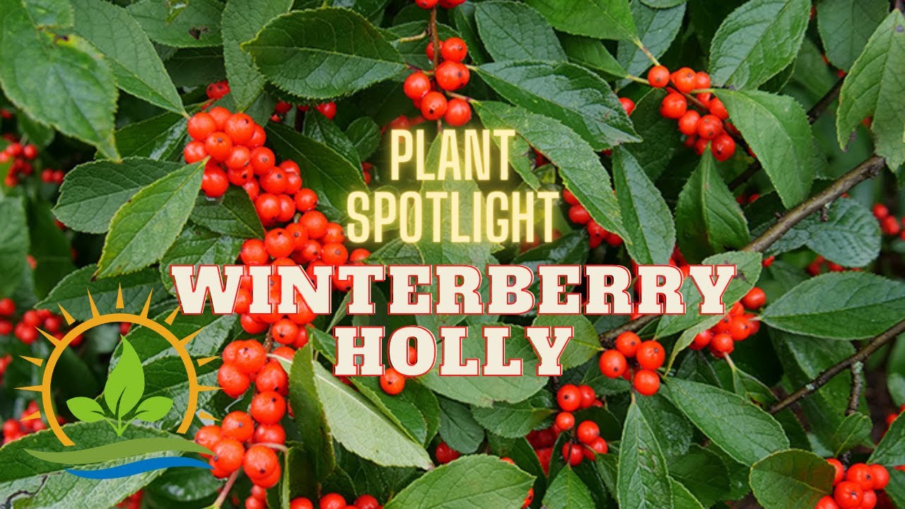 Winterberry Holly | Plant Spotlight