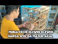 MURAI EKOR KLEWER KLEWER HARGA NYA GA MASUK AKAL