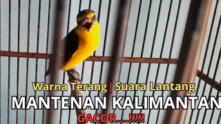 Burung Mantenan Kalimantan Gacor