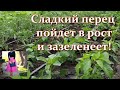 Перец не растет в высоту что делать. Подкормка перца в июне. Что сделать чтобы перец пошел в рост