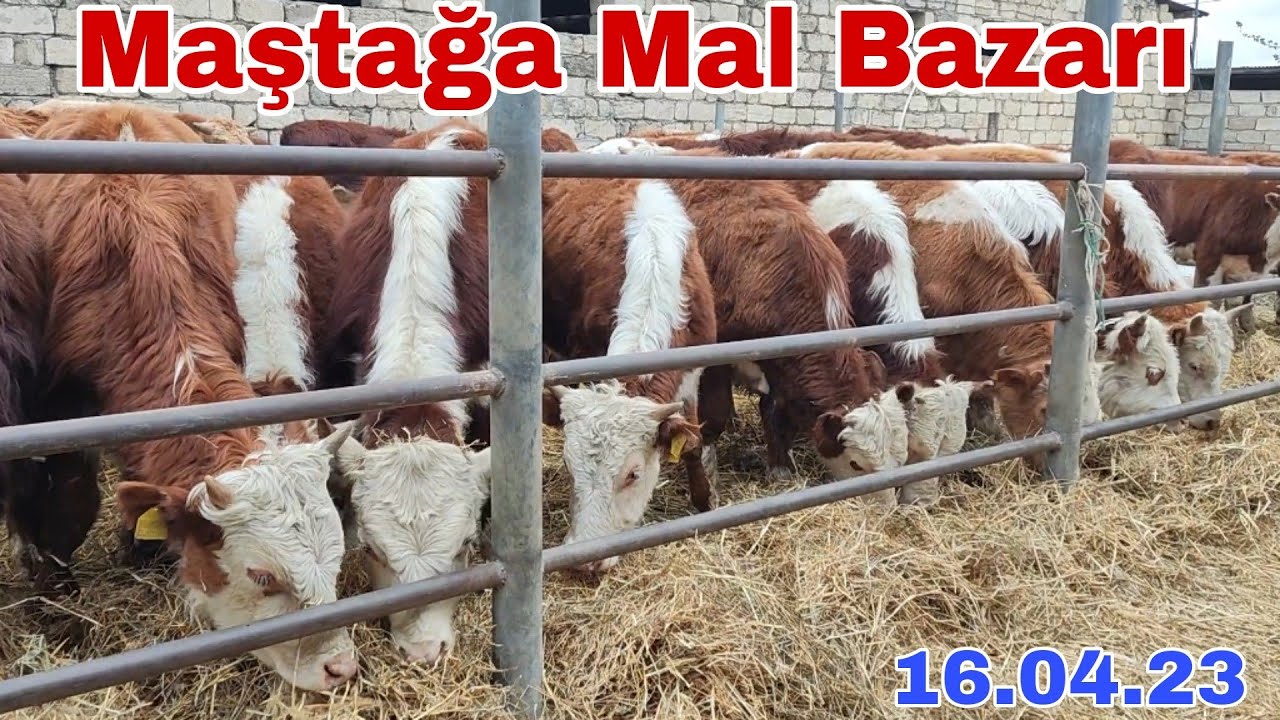 Maştağa Mal Bazarı 16 aprel 2023. @mubarizemintv2271