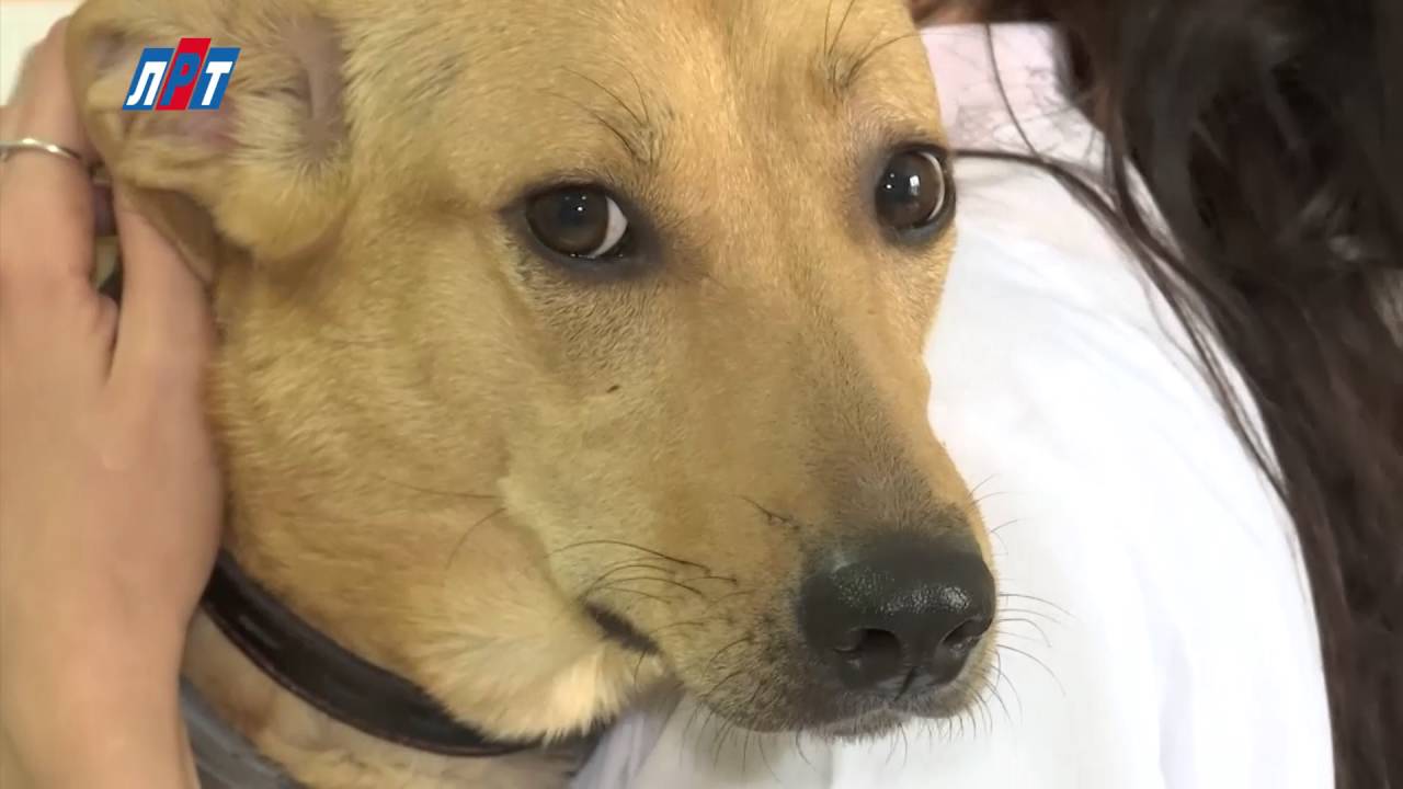 День ветеринарного врача - YouTube