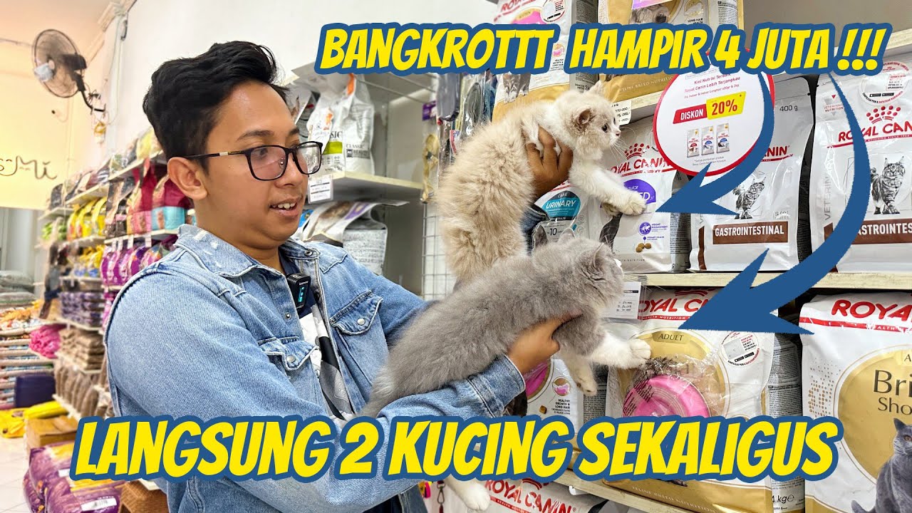 BELI SEMUA BARANG YANG DI SENTUH ANAK KUCING BRITISH
