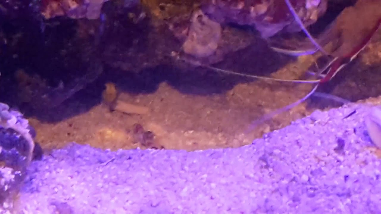 Alpheus Randalli - Knallkrebs sound