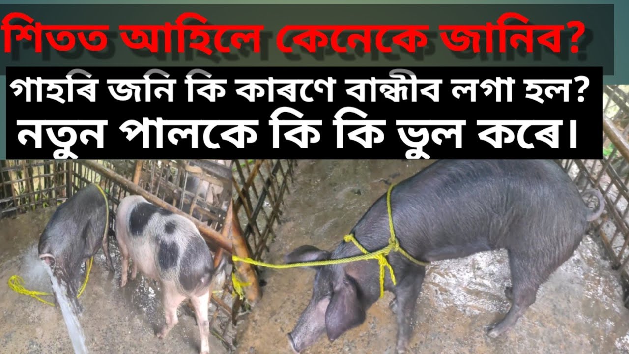 Pig Farm In Assam Golaghat pig-farm-in-assam-golaghat