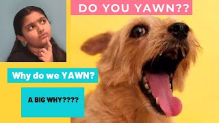 Do you YAWN|Is Yawning contagious|Always Yawning |Do dogs Yawn #FactsbehindYawning