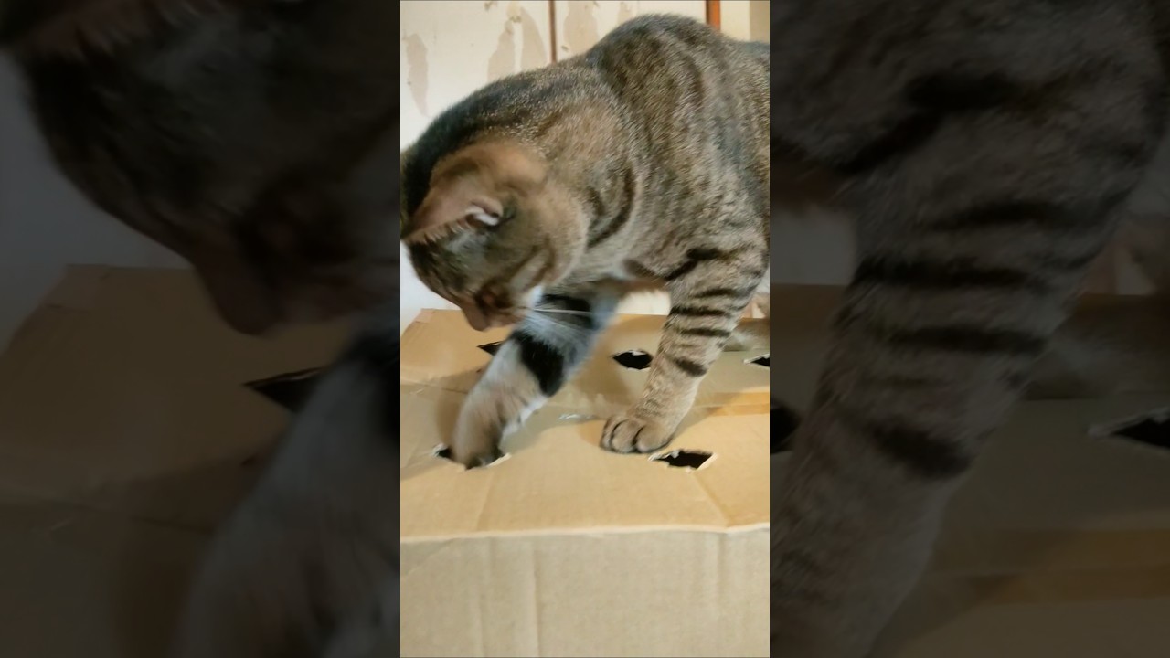 ねこ ショート パート4856 - YouTube