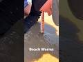 Beach Worms