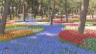 ひたち海浜公園】チューリップ （2023年撮影）［4K］｜【Hitachi