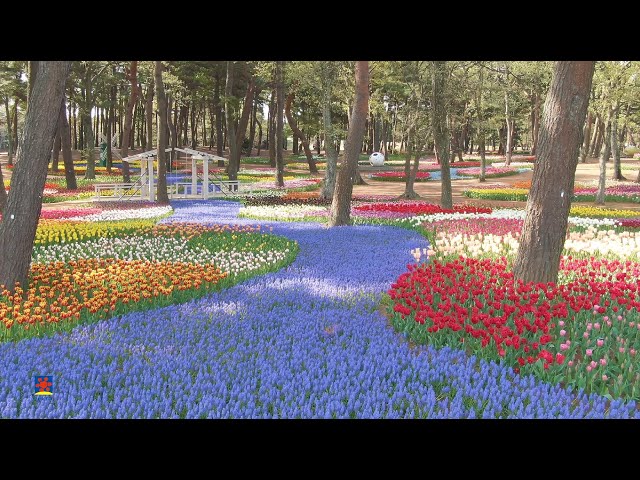 ひたち海浜公園】チューリップ （2023年撮影）［4K］｜【Hitachi