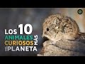 Los 10 animales ms curiosos del planeta