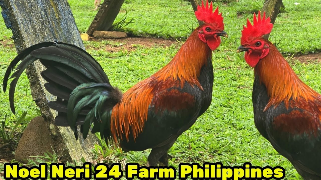 PHILIPPINES - Feeding Time Free Range Shape Chicken Coop Indoor Outdoor Breeding Pens 24 Farm