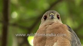 Shikra is a pint-sized predator that packs quite a punch, preening in time lapse mode