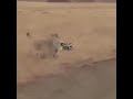 جديد علي ابن دويل الصيعري اقول لمن يعيش الذل تبا
