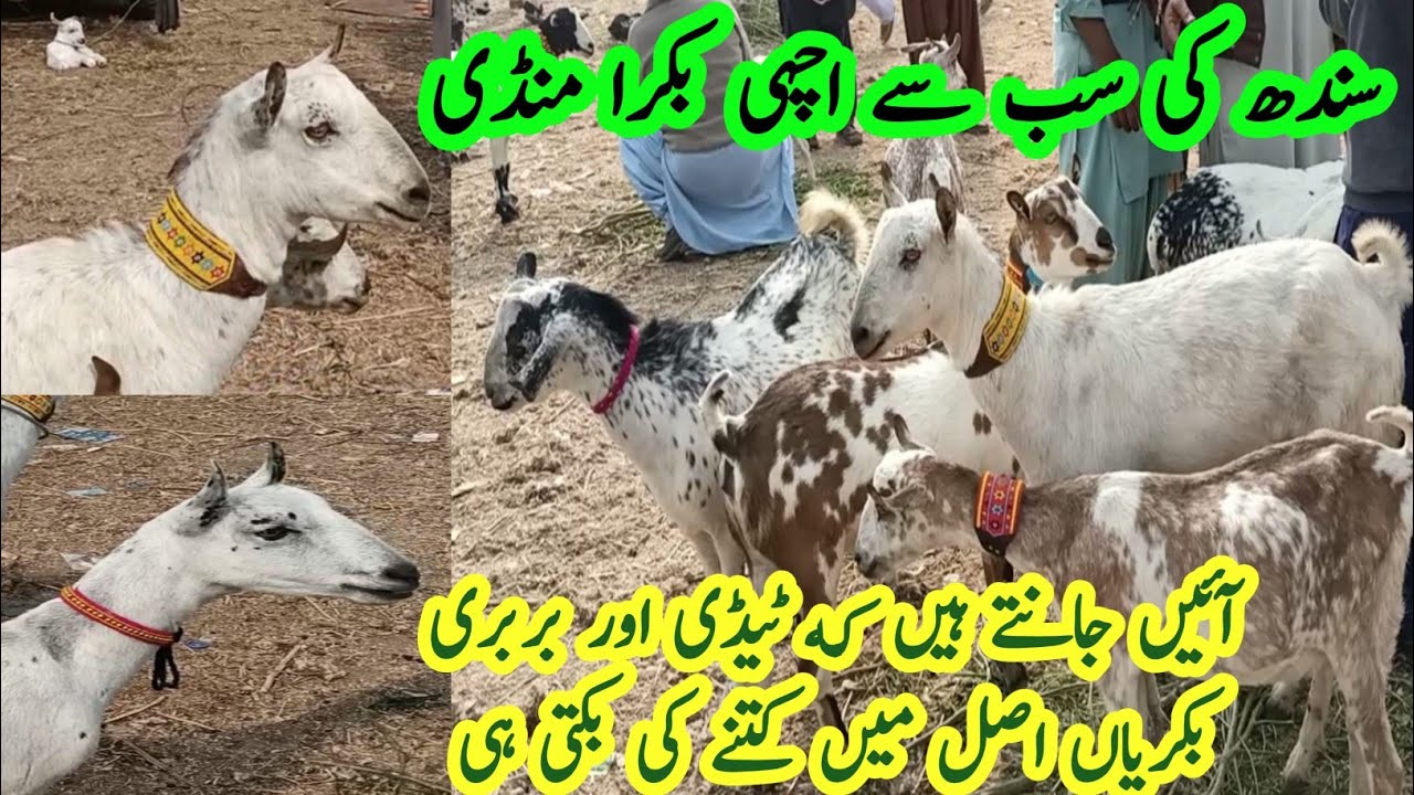 Barbari aur teddy goat breeds in bakra mandi rates