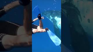 Diving with a Group of Humpback Whales #gopro #goprolifestyle #humpbackwhale