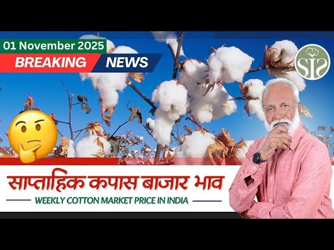 साप्ताहिक कपास बाजार पर एक नजर 😨Weekly Cotton market #cottoncorporationofindia