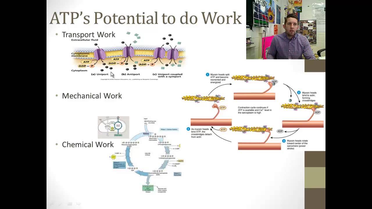 An Overview of Cellular Respiration - YouTube