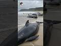 Why a Whale Pod Followed One Mother Into Danger