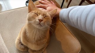 Precious boi gets worshipped like an Ancient Egyptian Cat God by Archie The Cat & Friends 38,476 views 5 months ago 48 seconds