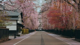 角館の桜と武家屋敷通り : Kakunodate Cherry Blossom and Samurai Residences（Akita, Japan）