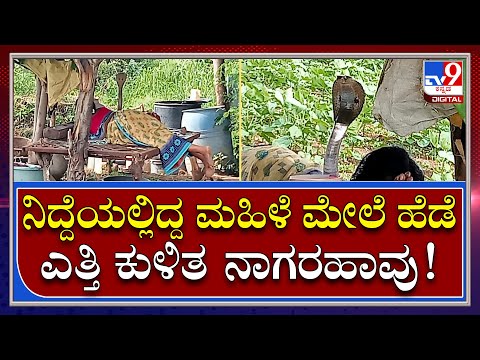 ಮಹಿಳೆ ಮೇಲೆ ಹೆಡೆ ಎತ್ತಿ ಕುಳಿತ Video ಸೋಷಿಯಲ್​ ಮಿಡಿಯಾದಲ್ಲಿ Viral | Tv9 Kannada